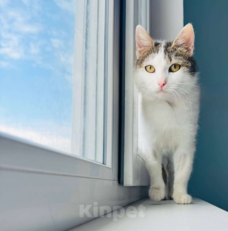 Кошки в Москве: Нежная Лизавета мечтает о доме Девочка, Бесплатно - фото 2