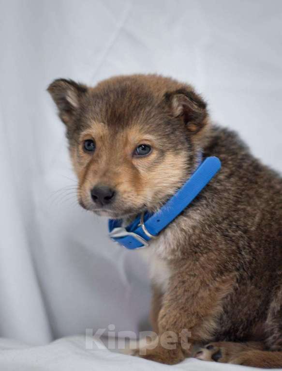 Собаки в Ногинске: Щенок Хома ищет дом Мальчик, Бесплатно - фото 4