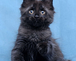 Кошки в Видном: Мейн-кун чёрная пантерочка Девочка, 60 000 руб. - фото 6