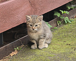 Кошки в других городах Ленинградской области: Котята 2,5 мес ищут дом, срочно! Им не выжить за городом! Разнополые, Бесплатно - фото 4