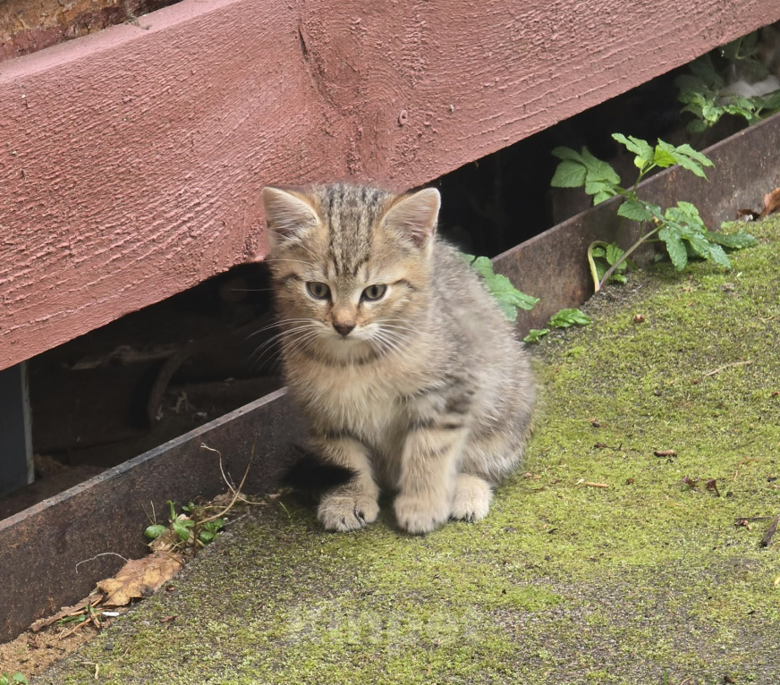 Кошки в других городах Ленинградской области: Котята 2,5 мес ищут дом, срочно! Им не выжить за городом! Разнополые, Бесплатно - фото 4