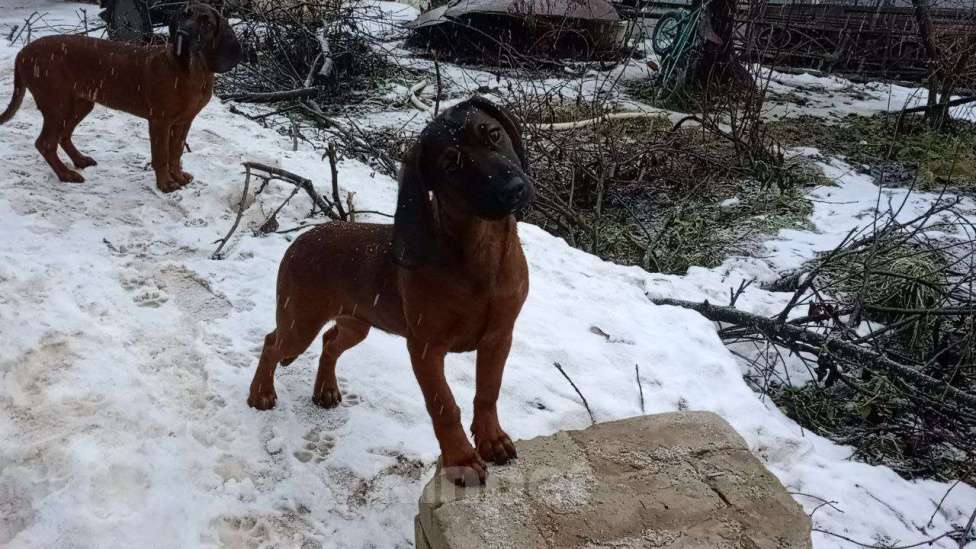 Собаки в Нижнем Новгороде: Продаётся сука 6 месяцев, документы РКФ, породная. На условиях.  Девочка, Бесплатно - фото 4