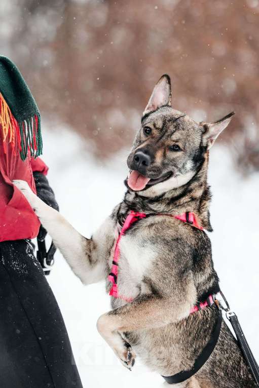 Собаки в Москве: Маленькая Тая из приюта Девочка, Бесплатно - фото 5