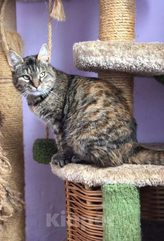 Кошки в Дмитрове: Молодая кошечка Соня. Девочка, Бесплатно - фото 3