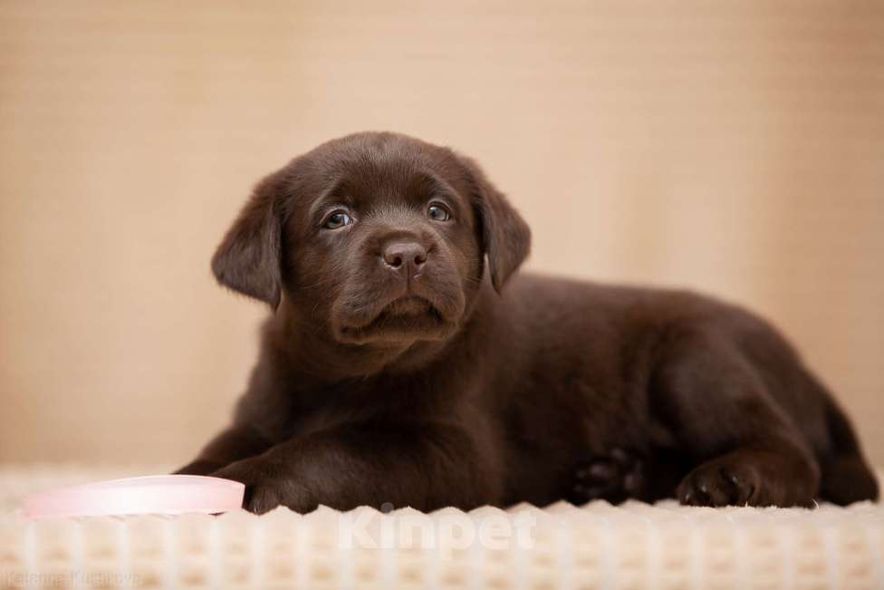 Собаки в Москве: Щенки Лабрадора ретривера шоколадные Девочка, 100 000 руб. - фото 5