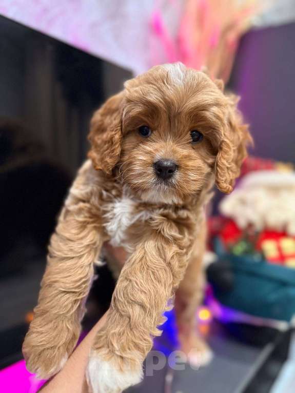 Собаки в Москве: Кавапу девочка Девочка, 85 000 руб. - фото 6