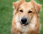 Собаки в Пушкино: Тотошка ищет свою Элли Мальчик, Бесплатно - фото 6