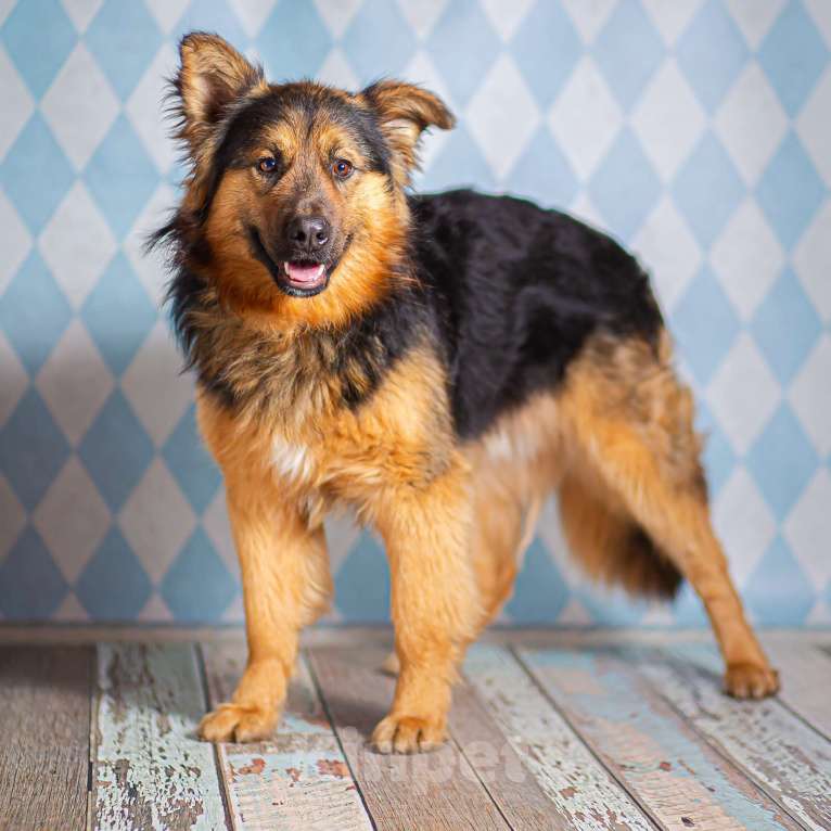 Собаки в Москве: Пушистый большой добряк Большой в добрые руки Мальчик, 1 руб. - фото 3