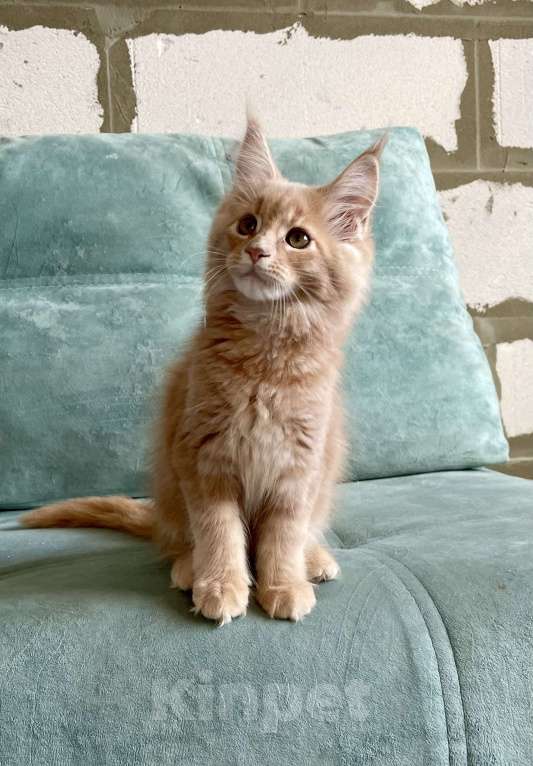 Кошки в Иркутске: Котята породы мейн-кун Мальчик, 50 000 руб. - фото 3