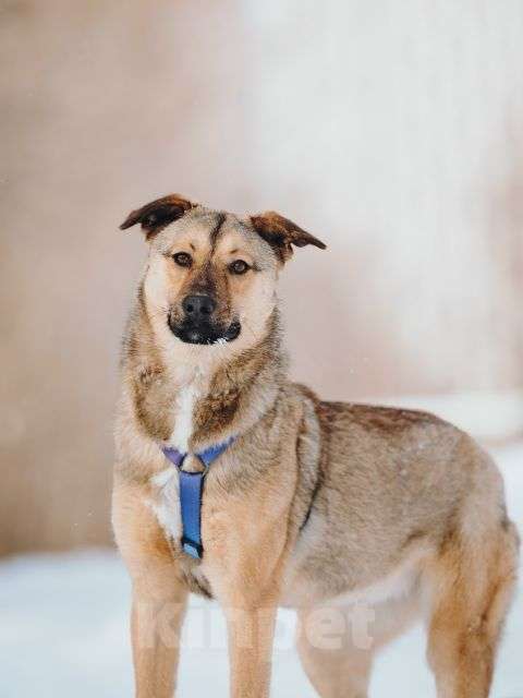 Собаки в Москве: Сади, собака-подросток, которая не умеет любить вполсилы Девочка, Бесплатно - фото 4