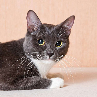 Молодая комфортная кошечка Муся в добрые руки