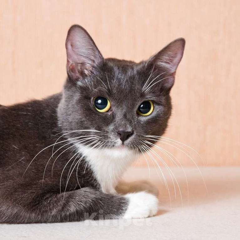 Кошки в Москве: Молодая комфортная кошечка Муся в добрые руки Девочка, Бесплатно - фото 1