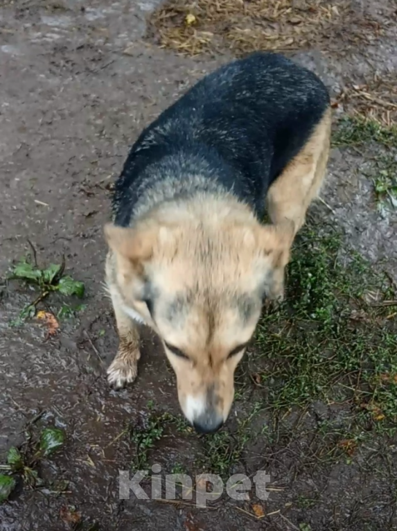 Собаки в Казани: Мариша Девочка, Бесплатно - фото 2