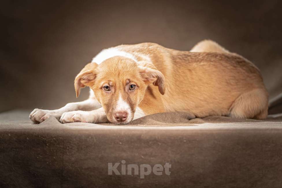 Собаки в Клине: Марсель — достойный джентльмен хочет стать вашим компаньоном Мальчик, Бесплатно - фото 8