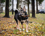 Собаки в Санкт-Петербурге: Небольшая забавная собачка ищет дом Девочка, Бесплатно - фото 7