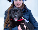 Собаки в Москве: Супер-пёс в добрые руки Мальчик, Бесплатно - фото 3