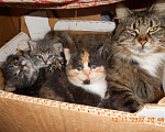 Кошки в Химках: Мейн-кун+британец котята бесплатно Мальчик, Бесплатно - фото 4