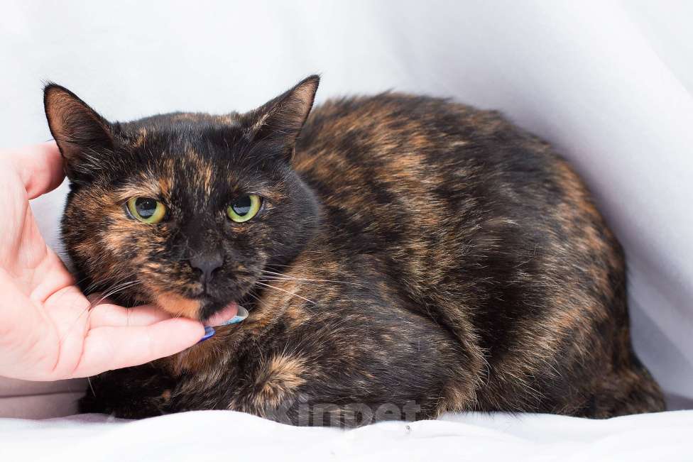 Кошки в Москве: Заколдованная кошка Зена Девочка, 1 руб. - фото 3