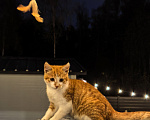 Кошки в Серпухове: Котенок Мальчик, Бесплатно - фото 3