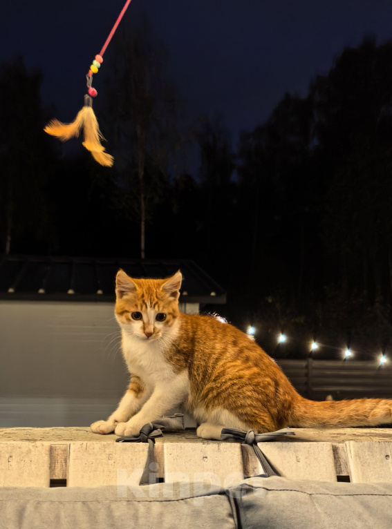 Кошки в Серпухове: Котенок Мальчик, Бесплатно - фото 3