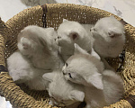 Кошки в Нытве: Котята чисто кровные , шотландские Шиншила, 6 000 руб. - фото 6