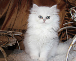 Кошки в Москве: Персидский котенок Стелла Белль DM Девочка, 1 руб. - фото 1