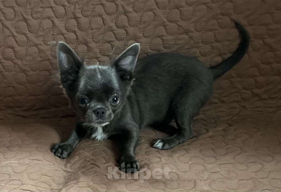 Собаки в Санкт-Петербурге: Щенок чихуахуа Мальчик, Бесплатно - фото 3