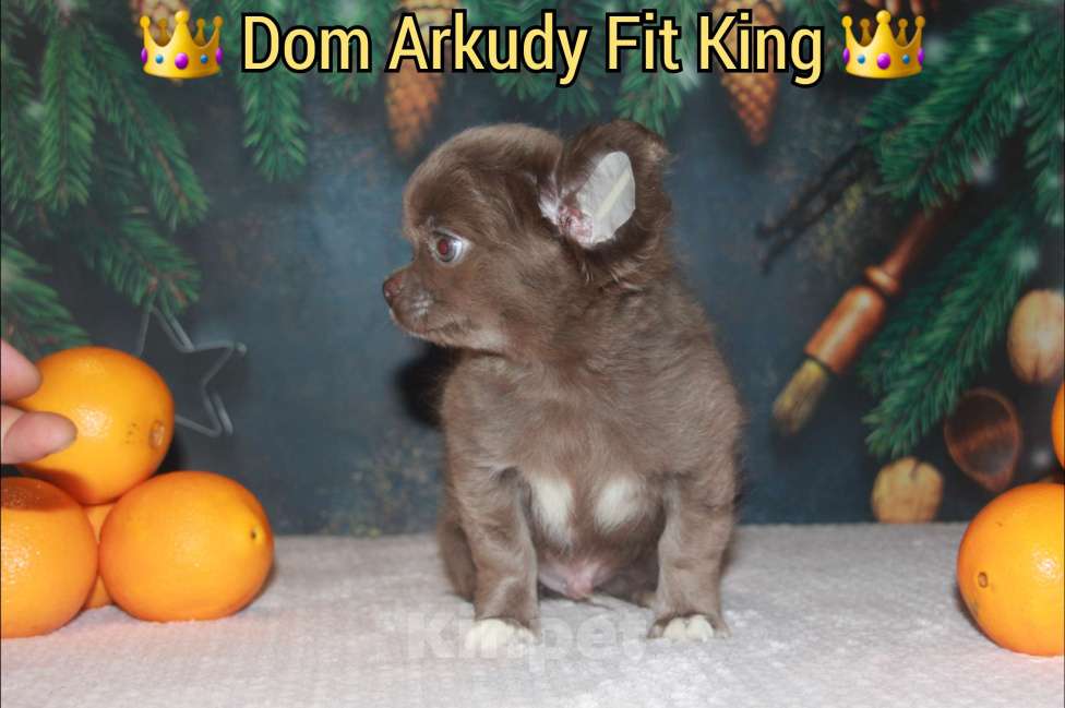 Собаки в Саратове: Лиловый малыш  Мальчик, 45 000 руб. - фото 6