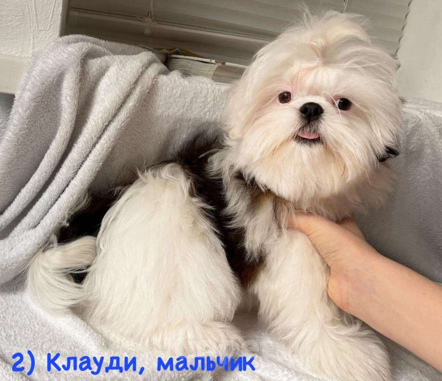 Собаки в Краснодаре: Щенок ши-тцу с родословной. Щенки ши-тсу Девочка, 35 990 руб. - фото 3
