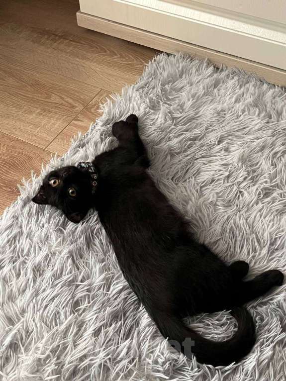 Кошки в Воронеже: Продам кошечку 7 месяцев, из-за переезда в эта малышка ищет хороших хозяев, Сейчас временно не можем Девочка, 2 000 руб. - фото 3