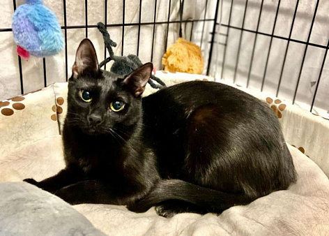 Сиротка Сандра, кошка в добрые руки.