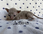Кошки в Балашихе: Кошечка Даяна Девочка, 80 000 руб. - фото 1