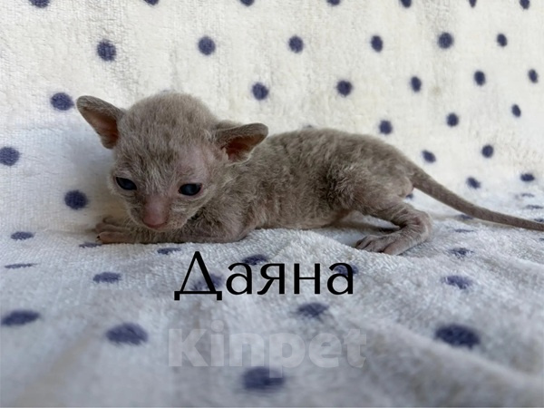 Кошки в Балашихе: Кошечка Даяна Девочка, 80 000 руб. - фото 1