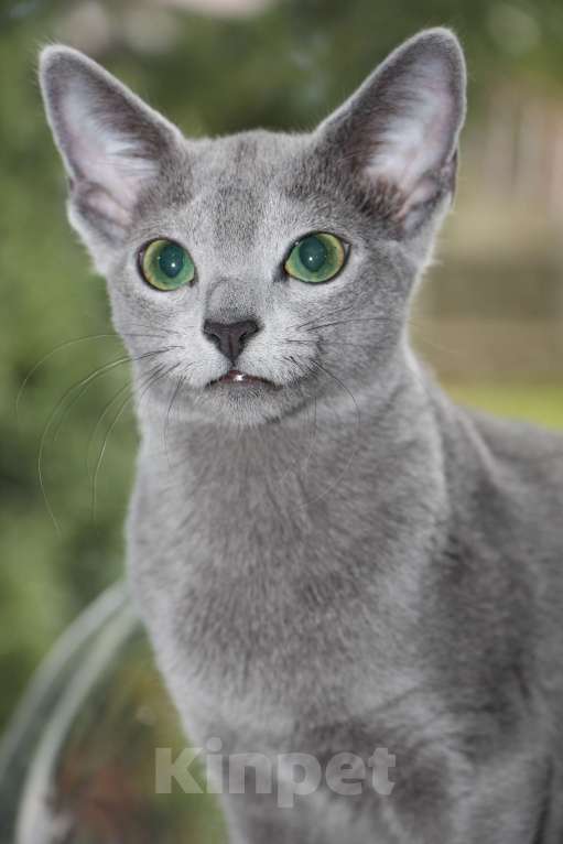 Кошки в Калининграде: Чистокровная Русская голубая девочка с еврородословной Девочка, 55 000 руб. - фото 2