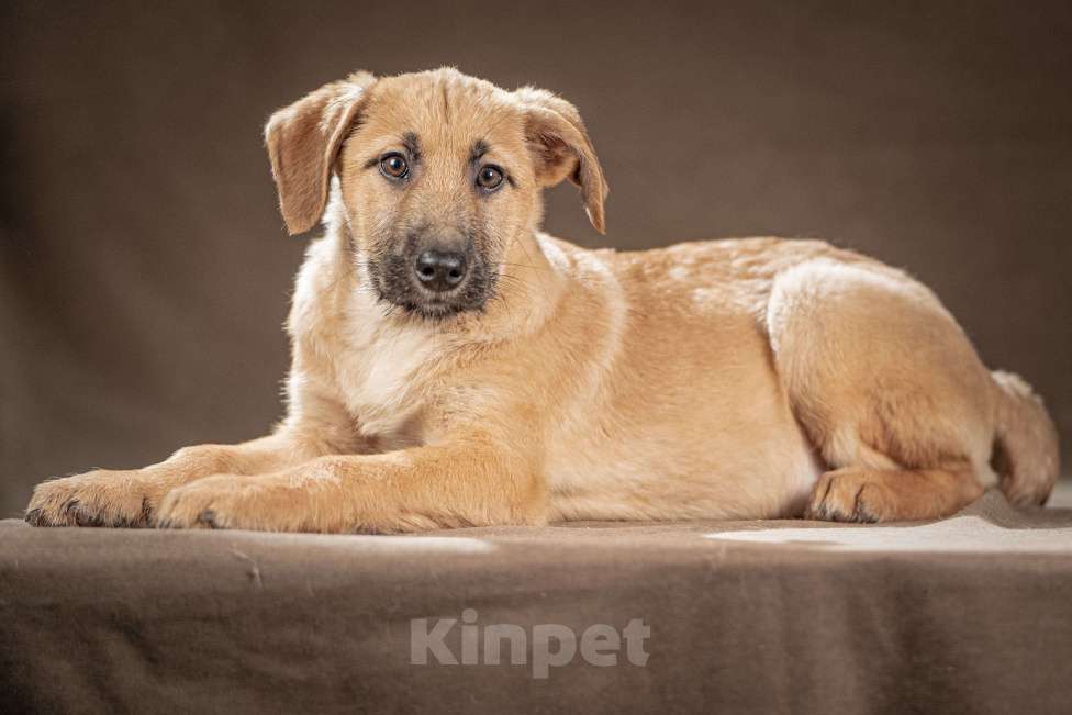 Собаки в Клине: Мачо — мужественный и добрый парень, который хочет стать вашей надёжной опорой и верным другом Мальчик, Бесплатно - фото 8