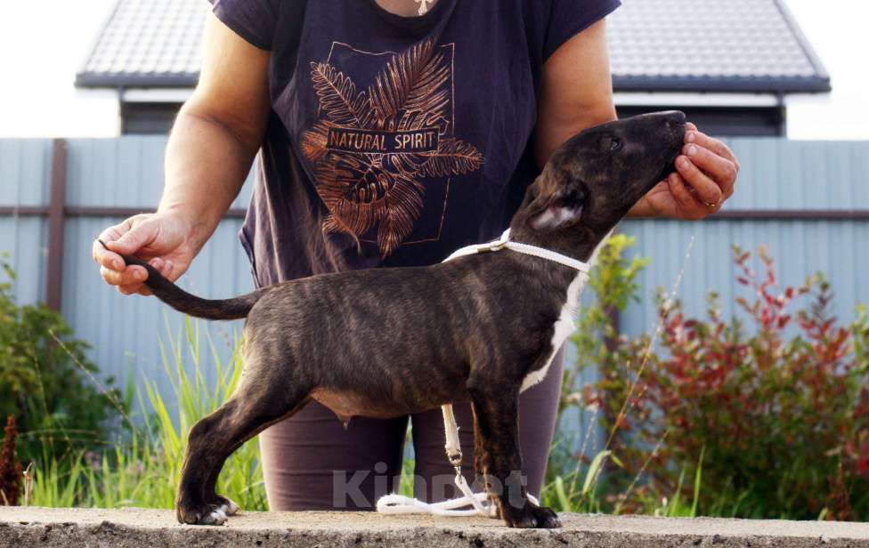 Собаки в Всеволожске: ММ НУРЛАН ЗАВОЕВАТЕЛЬ  Мальчик, Бесплатно - фото 8