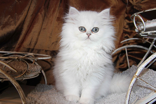 Объявление: Персидский котенок Стелла Белль DM, 1 руб., Москва