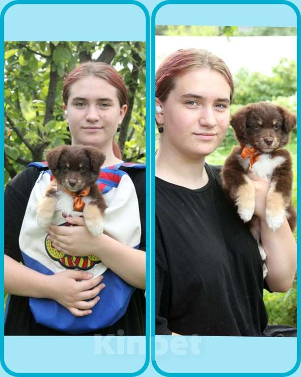 Собаки в Пушкино: Щенки миниатюрной американской овчарки. Щенки мини аусси. Щенки массы Девочка, Бесплатно - фото 4