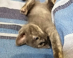 Кошки в Кемерово: отдам котенка бесплатно Девочка, Бесплатно - фото 6