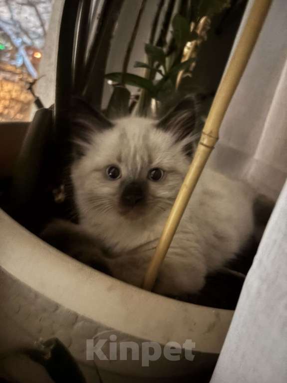 Кошки в Москве: Невский маскарадный котенок Мальчик, 22 000 руб. - фото 2