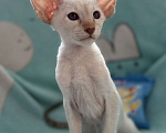 Кошки в Воткинске: Ориентальный котенок Мальчик, 60 000 руб. - фото 2