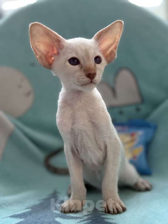 Кошки в Воткинске: Ориентальный котенок Мальчик, 60 000 руб. - фото 2