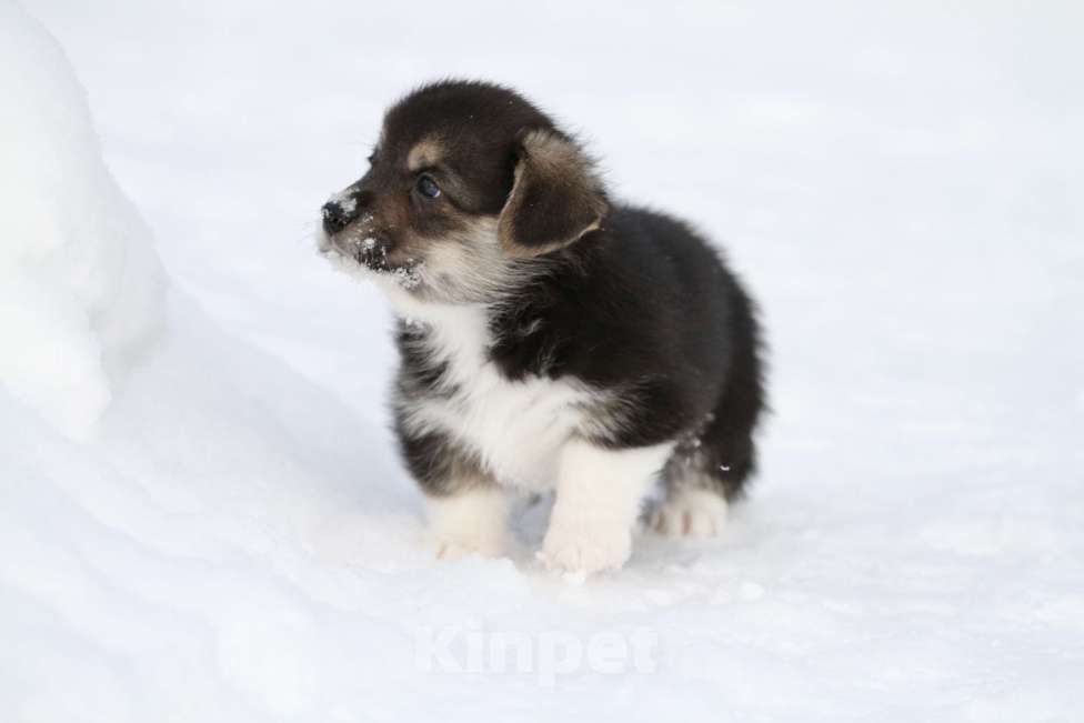 Собаки в Москве: Вельш корги пемброк Мальчик, 60 000 руб. - фото 4