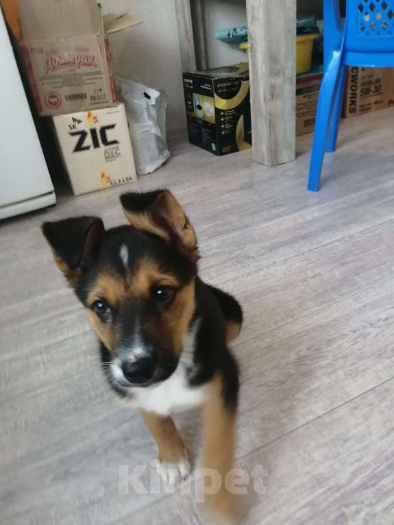 Собаки в Краснодаре: В добрые руки  Девочка, Бесплатно - фото 6