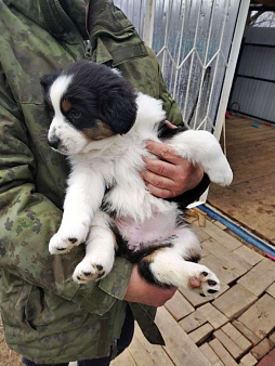Девочка Аусси, ждёт своих пап и мам