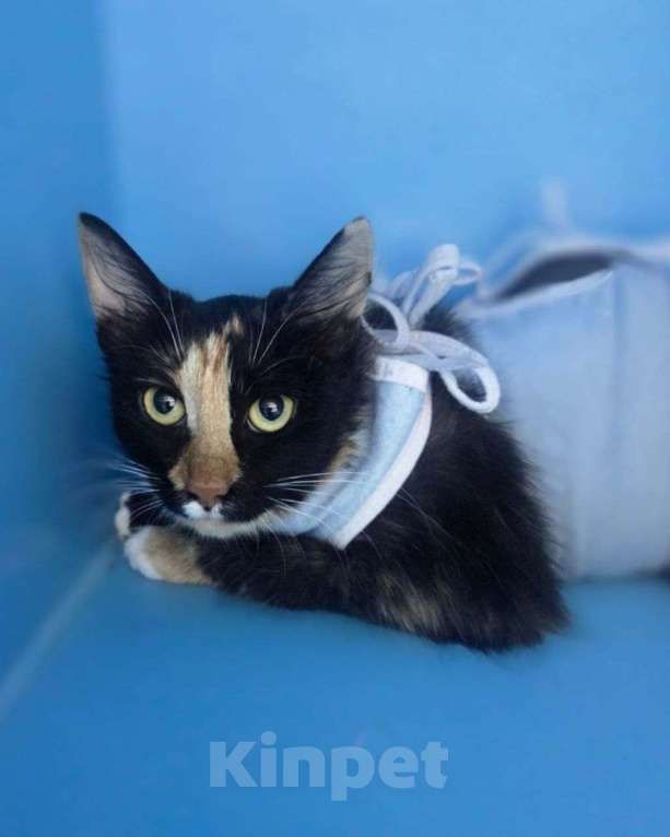 Кошки в Москве: Олесе грозит улица, срочный поиск дома Девочка, Бесплатно - фото 3