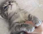 Кошки в Альметьевске: Пропал котенок Мальчик, Бесплатно - фото 2