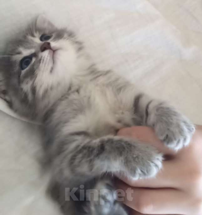 Кошки в Альметьевске: Пропал котенок Мальчик, Бесплатно - фото 2