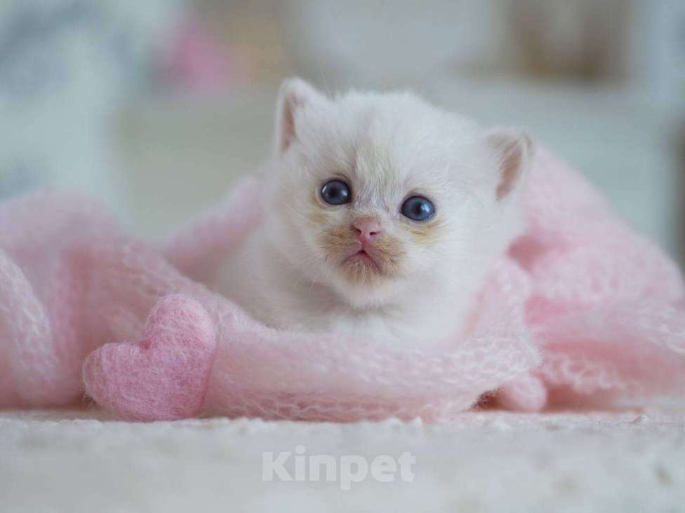 Кошки в Москве: Британский мальчик Фан-Фан Мальчик, 100 000 руб. - фото 8