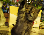 Кошки в Ярославле: Шикарный британский котик Мальчик, Бесплатно - фото 8